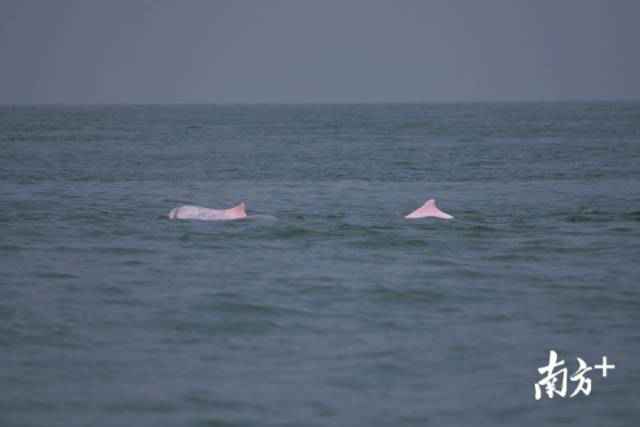 幸运!港珠澳大桥四周邂逅中华白海豚,足足10余头