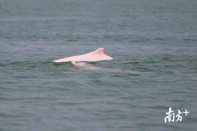 幸运!港珠澳大桥四周邂逅中华白海豚,足足10余头