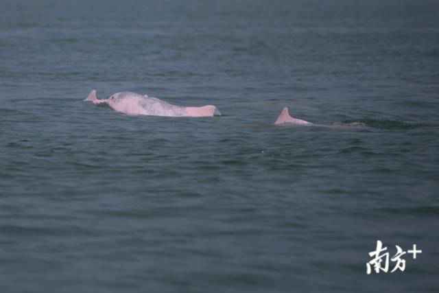 幸运!港珠澳大桥四周邂逅中华白海豚,足足10余头