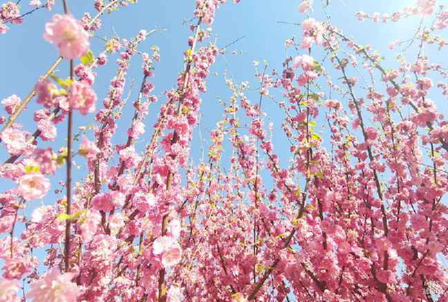 时政新闻眼丨又是一年植树时，习近平表达的这些信息差别寻常