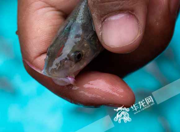 视频|望珍稀返常见！10万尾非常濒危鱼类在江津放流进入长江