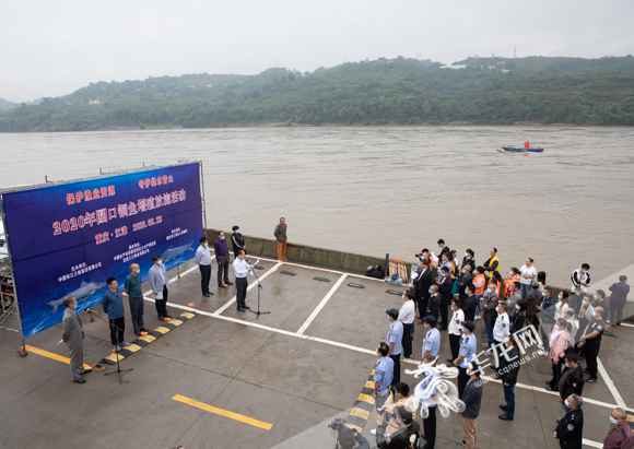 视频|望珍稀返常见！10万尾非常濒危鱼类在江津放流进入长江