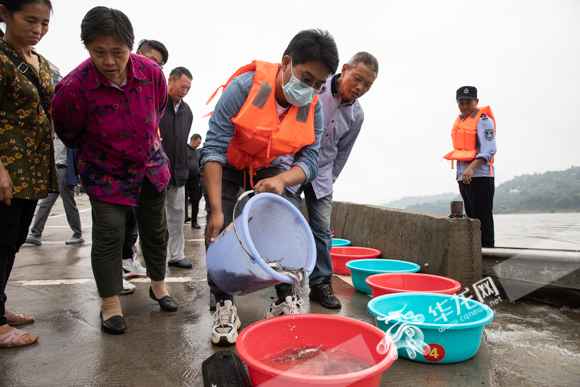 视频|望珍稀返常见！10万尾非常濒危鱼类在江津放流进入长江