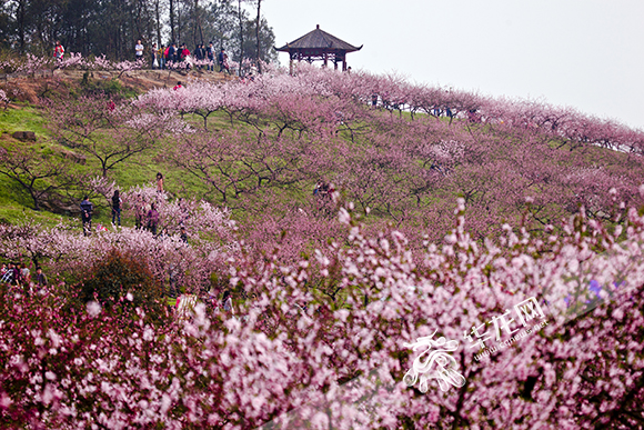 重庆农旅融合一连升温，就靠这几招！