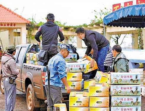 【村子振兴】徐闻菠萝“逆势”出口日本 广东农村电商全力开辟全球市场