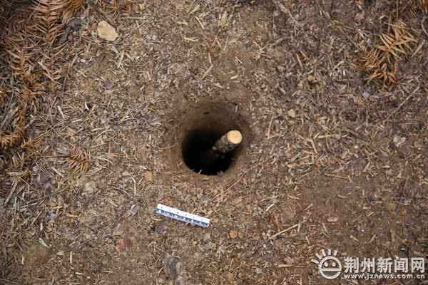 荆州区八岭山古墓群惊现“盗洞” 有人要盗墓！