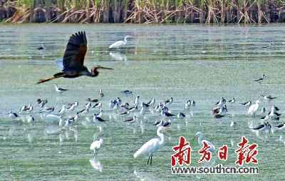 超20万只候鸟飞临广东 2020广东候鸟护飞动作启动