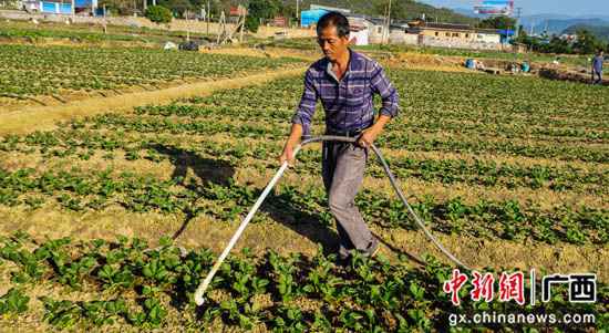广西千年古镇大圩镇农户种植草莓忙