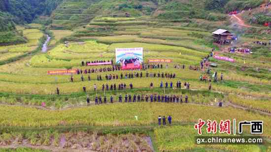 融水良寨乡紫黑香糯丰收 邀四方来宾同享丰收喜悦