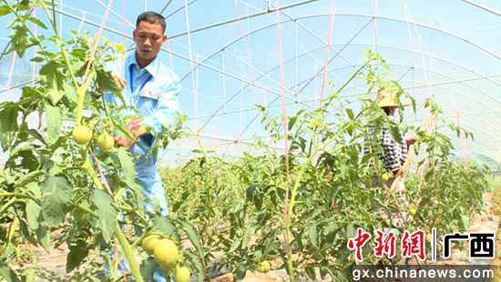 苏胜业:“他们不脱贫,我就不归去”