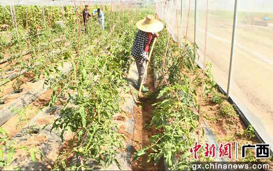 苏胜业:“他们不脱贫,我就不归去”