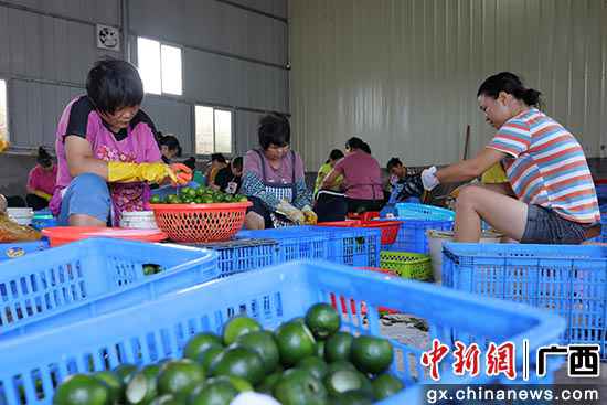 钦州钦北区搬家安放点就业扶贫车间忙