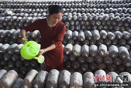 致富带头人廖美华创立的金秀县福昌食用菌专业相助社,在2017年至2019年期间发动400多人务工就业,个中贫困户220多名。图为廖美华为食用菌浇水。覃针 摄 金秀瑶族自治县头排镇:朝着全面小康方针刚强前行