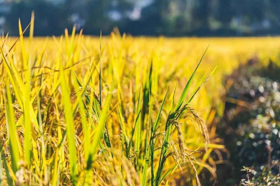 “十四五”山东如何更好扛起这一重任