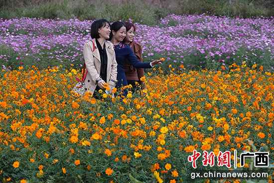 图为旅客在木马村浪漫花海基地留影。吕建伟 摄 桂林灵川县浪漫花海助村民脱贫增收