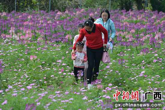 图为木马村浪漫花海基地。吕建伟 摄 桂林灵川县浪漫花海助村民脱贫增收