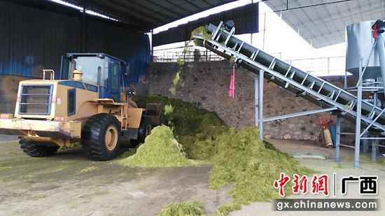 图为牧草、甘蔗尾梢加工。向国华 程宇瞰 摄影报道 科技创新助力广西武宣县农夫念活“致富经”