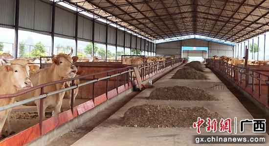 图为青贮料饲喂牛。向国华 程宇瞰 摄影报道 科技创新助力广西武宣县农夫念活“致富经”