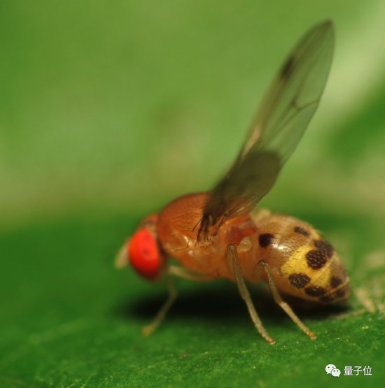 睡眠不敷，影象力尚有救吗？Nature：饿着