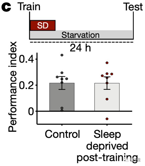 睡眠不敷，影象力尚有救吗？Nature：饿着