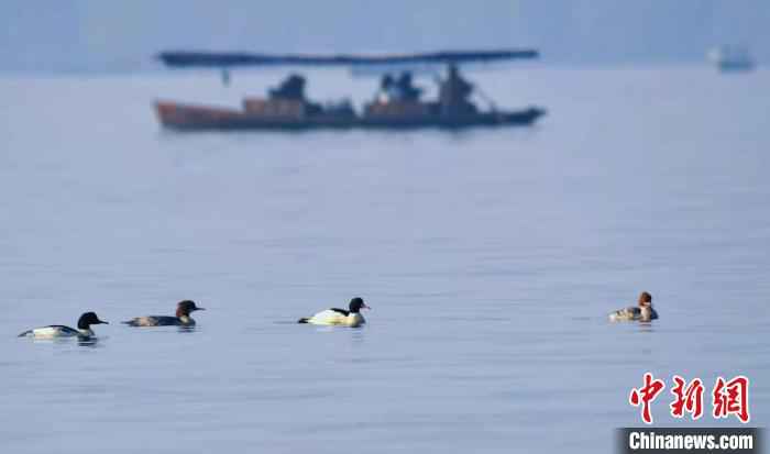 四大冬候鸟在杭州西湖集结完毕 引鸟友喜好者继续不停