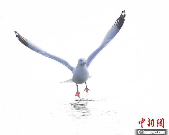 四大冬候鸟在杭州西湖集结完毕 引鸟友喜好者继续不停