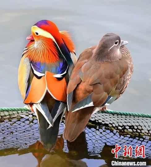 四大冬候鸟在杭州西湖集结完毕 引鸟友喜好者继续不停