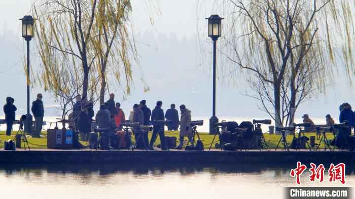 四大冬候鸟在杭州西湖集结完毕 引鸟友喜好者继续不停