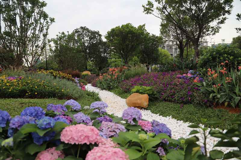 广州黄埔区高尺度率先完成生物岛碧道示范段建树