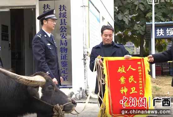 扶绥警方供图 扶绥警方破获11起偷窃耕牛案