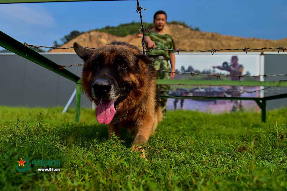 我是警犬阳江，我在警营“红了”10年