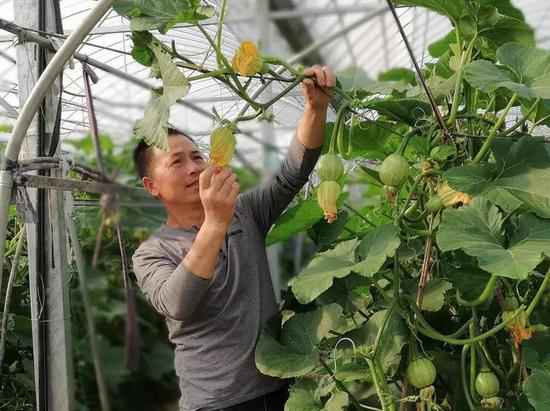 蔬菜大棚里走出的“劳动楷模”：建树现代农业新样板