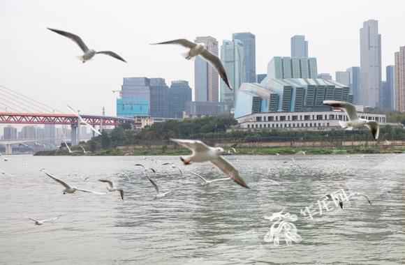 长江大掩护 重庆争上游——写在长江掩护法正式实施之际