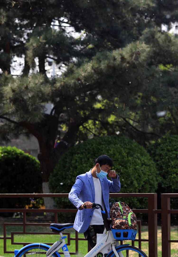 实拍 | 它来了！北京白“雪”飘飘 飞絮期已至