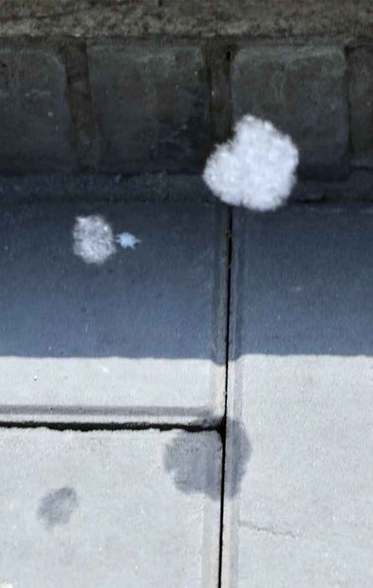 实拍 | 它来了！北京白“雪”飘飘 飞絮期已至