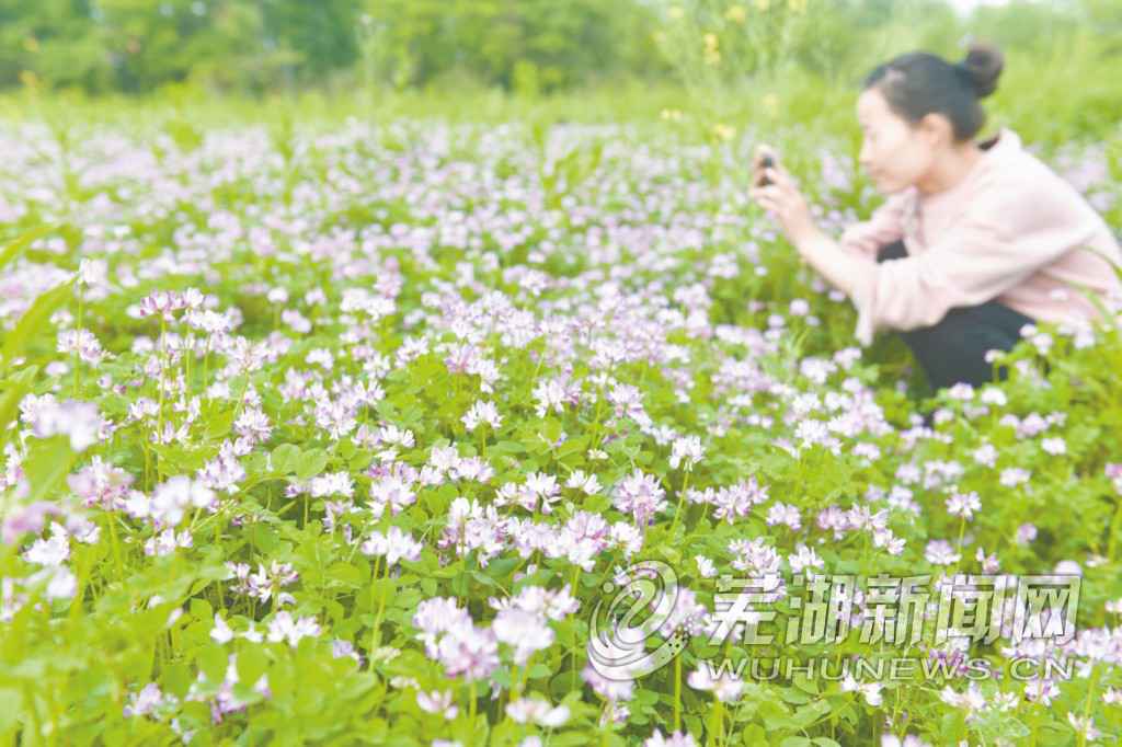 这里的500亩紫云英着花了