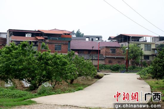 广西融水苗族自治县和气镇古顶村村容。覃文慧 摄 广西融水村子财富兴旺助力村子振兴