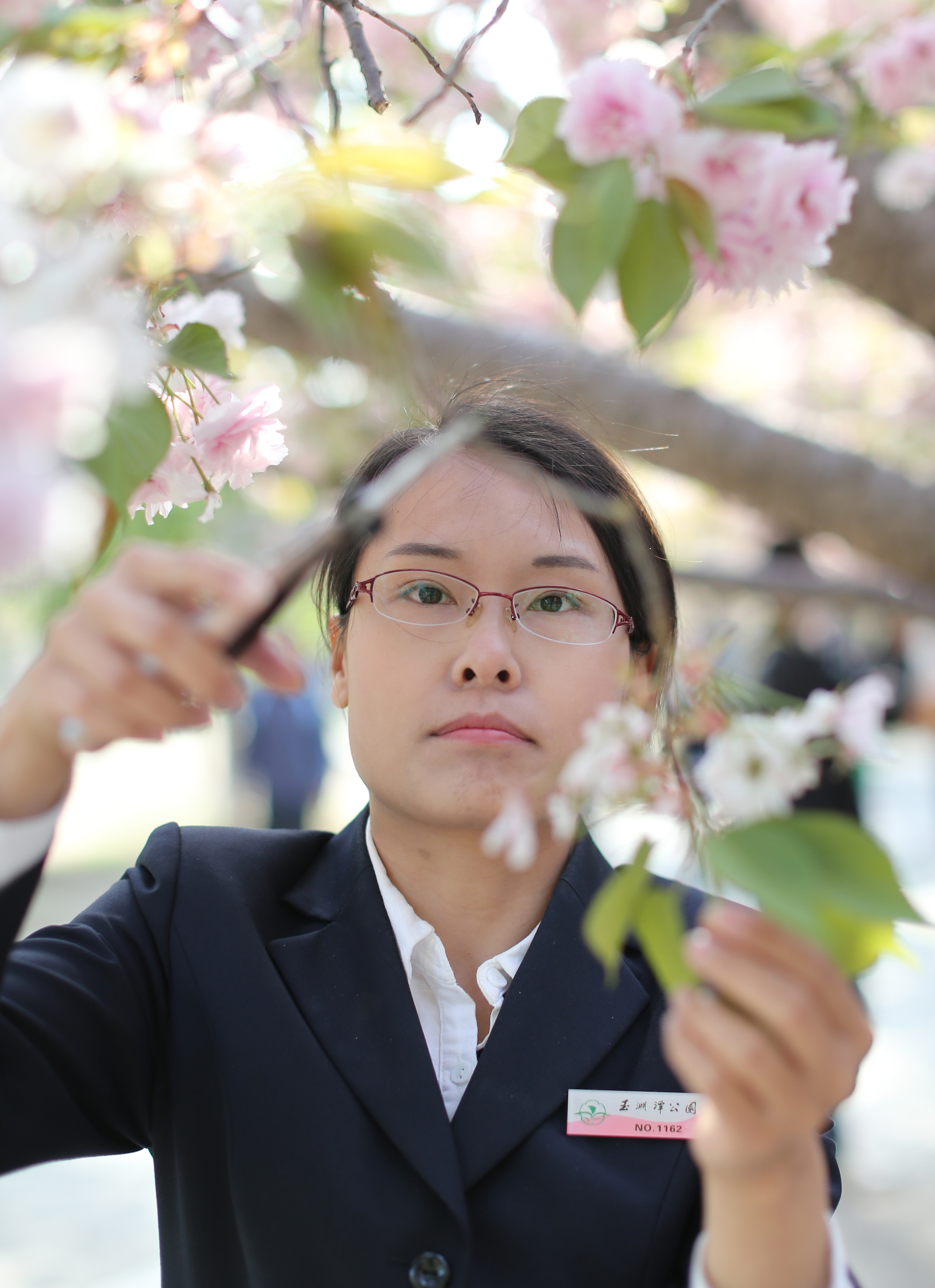 玉渊潭有个育樱小分队 :把樱花最美的一面留给旅客