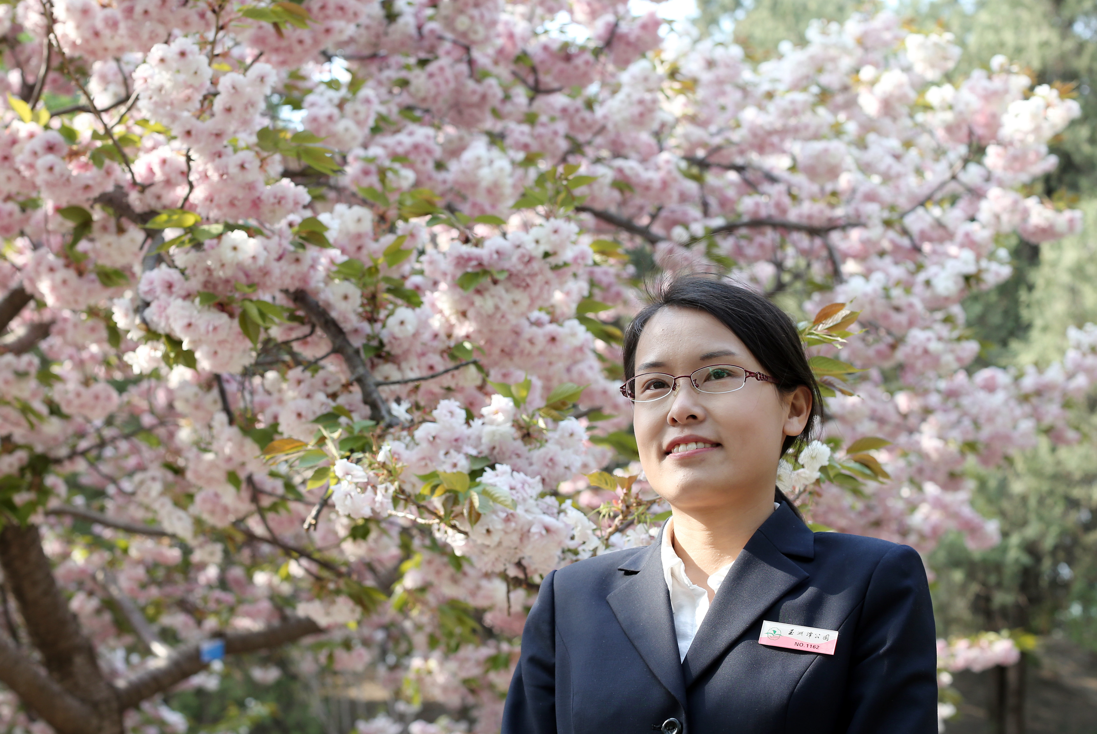 玉渊潭有个育樱小分队 :把樱花最美的一面留给旅客
