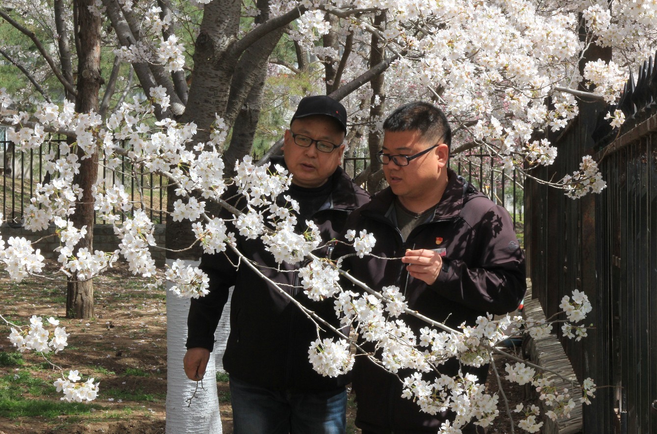 玉渊潭有个育樱小分队 :把樱花最美的一面留给旅客