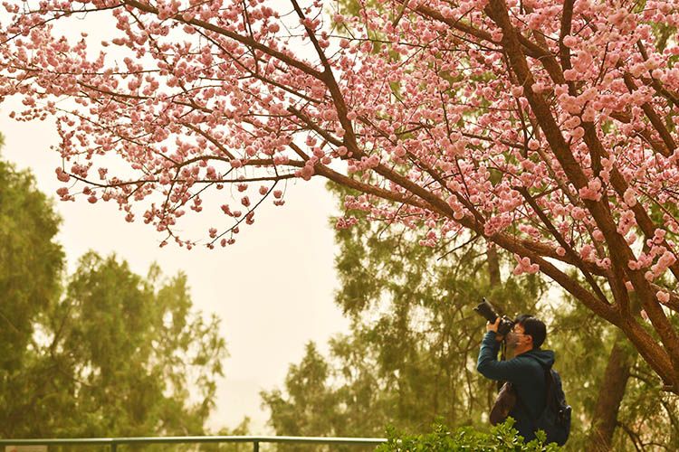 实拍 | 北京再次沙尘来袭,黄沙覆盖中的故宫、鸟巢