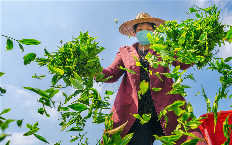 【榜样力量】酝酿“重出江湖” 梅州蕉特茶从“芯”出发