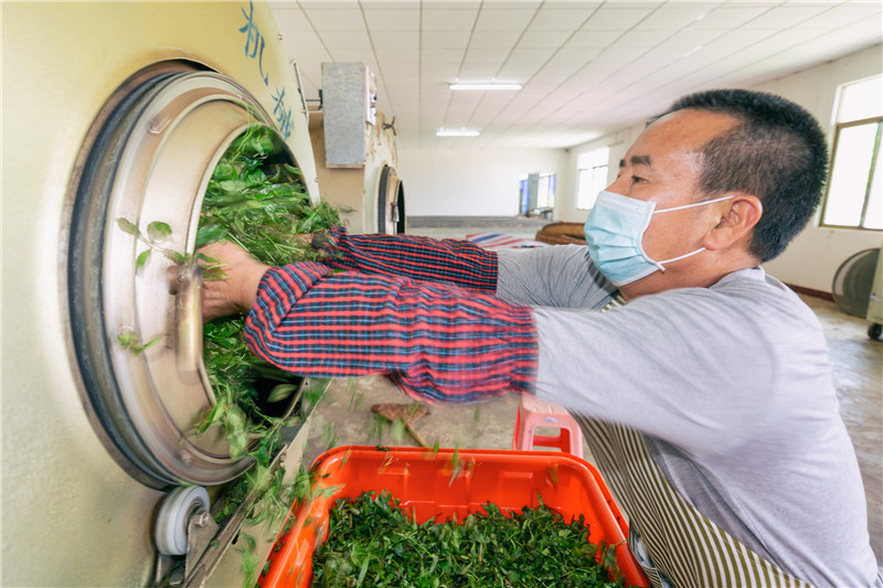 【榜样力量】酝酿“重出江湖” 梅州蕉特茶从“芯”出发