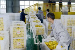 重庆农商行： 力担支农“主力银行”一连向 “三
