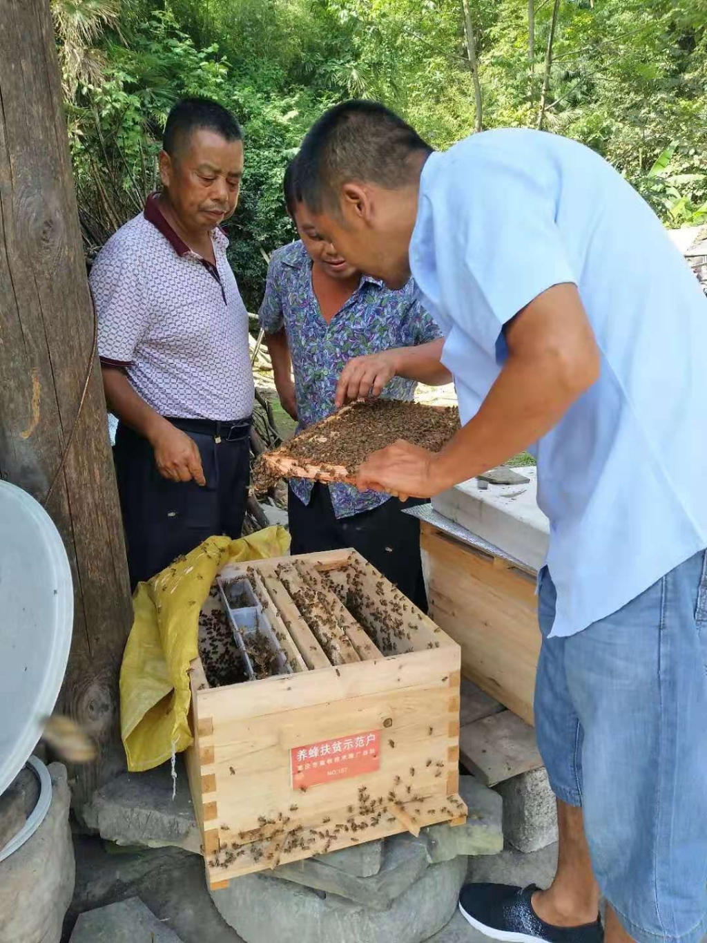 白日树：在村子振兴路上尽力格斗 让各人把日子越过越“甜蜜”