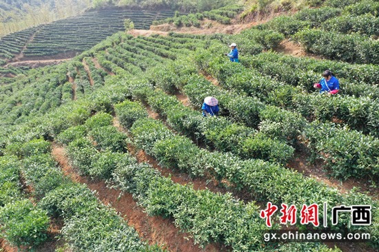 横县下层党建引领村子振兴