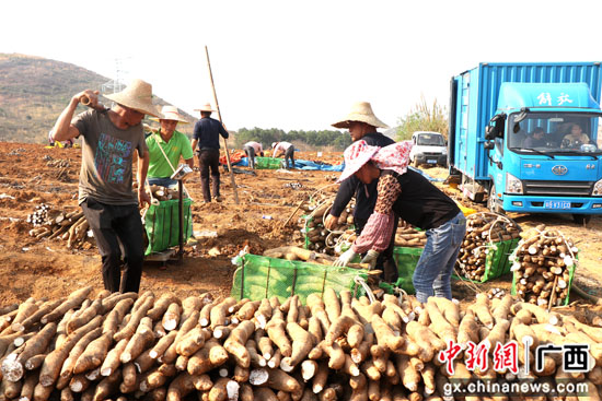 广西桂林市平乐县财富增收农事忙