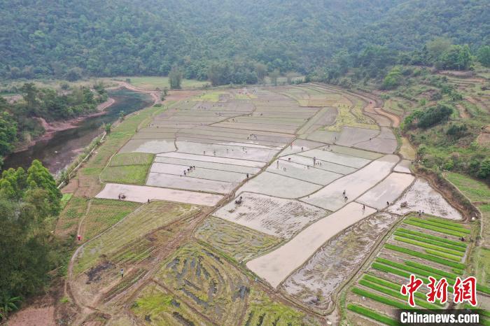 航拍南屏瑶族乡田园 蒋云俊 摄 广西上思:深山瑶寨闹春耕 播下新但愿
