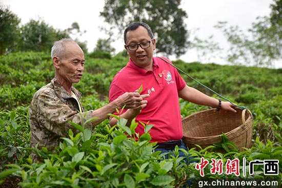百包村驻村第一书记和黄景超在茶园采摘春茶。韦世仙 摄 广西上思:凤凰山下的“绿茶梦”