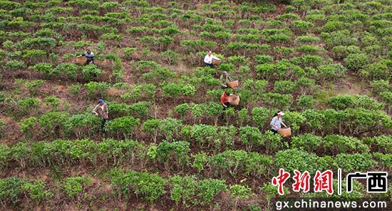 村民在黄景超茶园采摘春茶。韦世仙 摄 广西上思:凤凰山下的“绿茶梦”